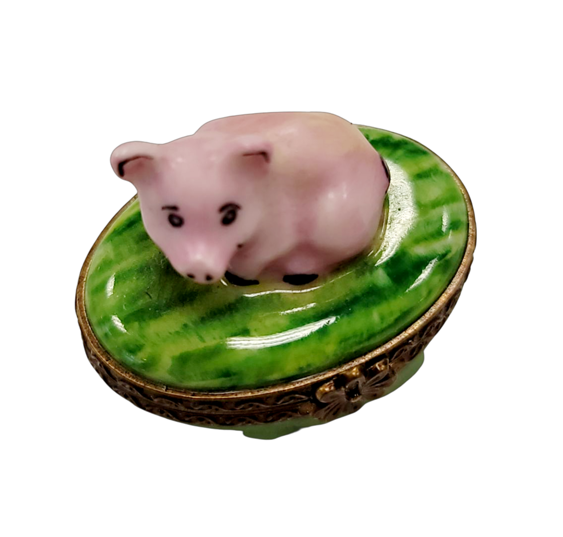 Mini Pig Extremely Rare