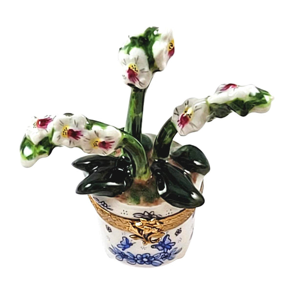 ###
Beautiful purple orchid plant with lush green leaves in a white ceramic pot